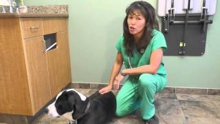 Signs of GDV in dogs  Dr Justine Lee [upl. by Geer]