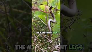 Praying Mantis vs Snake A Survival Encounter [upl. by Brooks510]