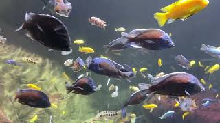 Zoo Animals Part 210 The Copadichromis Borleyi Kadango [upl. by Garbe]