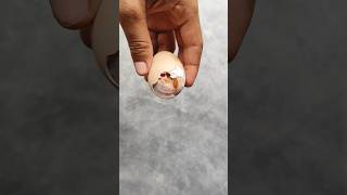 Incredible Egg hatching viral [upl. by Anelis]