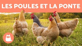 Comment les poules font des œufs [upl. by Sirtemed]