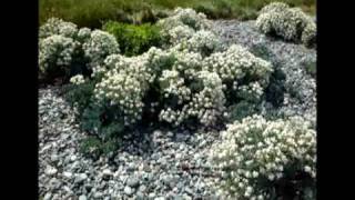 Sea kale Crambe maritima at Cemlyn Anglesey [upl. by Tacita]