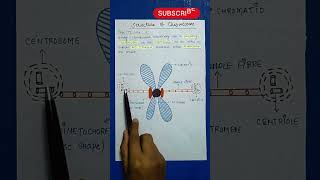 Chromosome  Difference Between Centrosome Centrioles [upl. by Custer]