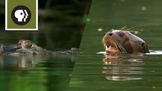 Giant River Otters Defeat Large Black Caiman [upl. by Asilec]