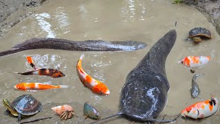 Menangkap ikan lele di kolam ikan hias ikan mas gurame ikan koi kurakura kelomang [upl. by Ravel]