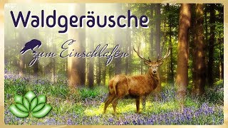 Geräusche zum Einschlafen  Waldgeräusche zur Entspannung [upl. by Gerdi428]