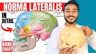 norma lateralis anatomy 3d  anatomy of norma lateralis of skull anatomy [upl. by Oiretule]