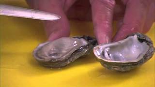 How to clean Oysters by Captain Vincent Russo [upl. by Ardnusal]