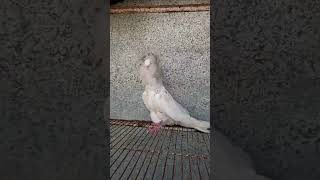 Jacobin kabooter  fancy pigeon 🐦 shorts video watch video  most watched video [upl. by Tomkiel764]