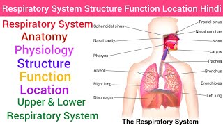 Respiratory System  Anatomy amp PhysiologyStructureFunction Hindi Upper amp Lower Respiratory System [upl. by Yerga]