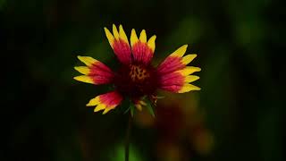 A wildflower Blanket flower springtime blantflowerraindrops rain windy spring [upl. by Emeline786]