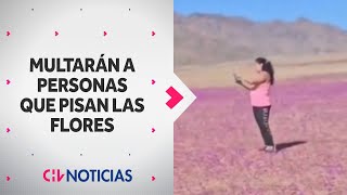 INDIGNACIÓN causa video que pisó flores del Desierto Florido Multarán a personas que lo hagan [upl. by Aneekat]