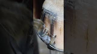 Wait for it shorts farrier satisfying asmr [upl. by Fauver]