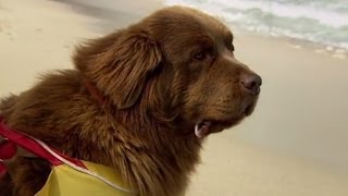 Man vs Dog The Life Saving Challenge  Extraordinary Animals  Series 2  BBC Earth [upl. by Lohner]