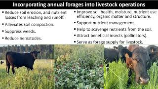 Improved management practices for establishing annual forages and pure live seed calculation [upl. by Ahsi595]