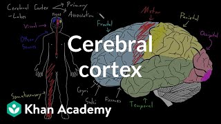 Cerebral cortex  Organ Systems  MCAT  Khan Academy [upl. by Ruella]