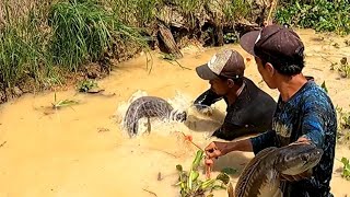 GOGOH DI PARIT CACING  TERNYATA SARANG NYA IKAN TOMAN MONSTER BRO [upl. by Jamie]