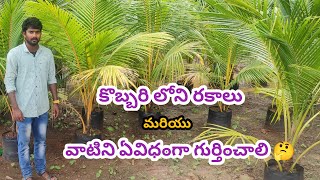 Coconut Plants In Telugu  Kobbari Mokkalu Coconut verietys Telugu  Kadiyam Abbai  Coconut [upl. by Kho543]