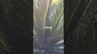 Cycas  new plants coming up  shorts YTStudio [upl. by Haidedej]