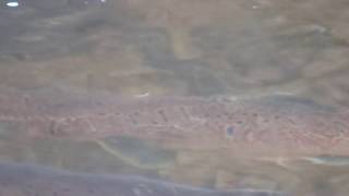 Atlantic Salmon Spawning River Moy [upl. by Adniralc]