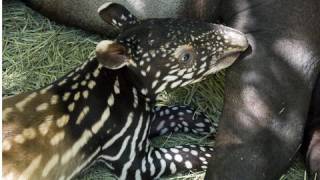 Tapir mom and baby cuteness [upl. by Ennaitak270]