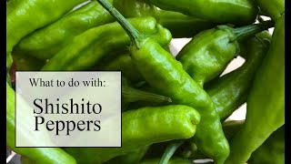 What to do with Shishito Peppers [upl. by Coreen304]