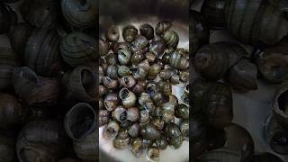 River Snail and Bamboo Shoot recipe shorts ytshorts youtubeshorts snail bambooshoot cooking [upl. by Cronin594]