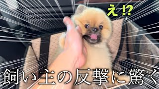 飼い主と取っ組み合いになるポメラニアン【767日目】 [upl. by Tipton209]