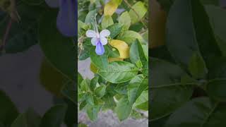 鸢尾 I tectorum blue butterfly 藍蝴蝶 VID20241014063947 [upl. by Irah]