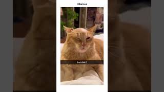 Blad Cat meme shorts memes [upl. by Inoy]