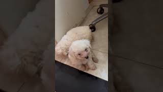 Poodle puppy cute cleverdog animalowner dog funny dogowner poodle cleveranimals petowner [upl. by Elayor]