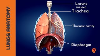 Discovering the Wonders of Your Lungs3D animation [upl. by Anaihs]