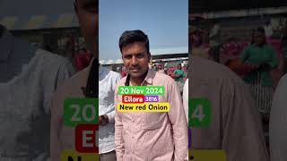 New red onion Ellora seed 20 November 2024 jagokisanchannel [upl. by Poole]