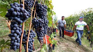 Amazing Grape Harvesting and Processing Grape Juice 🍇  Modern agricultural harvesting machines [upl. by Adria]