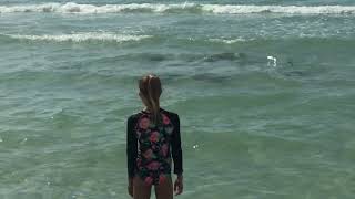 Stingrays in the shorelines of Manatee Public Beach Holmes Beach Florida [upl. by Gaither]