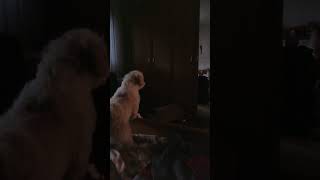 Shih tzu barking at herself in the mirror😅😇 barking shihtzu shihtzudog dogshorts mirror [upl. by Nigem48]