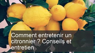 Comment entretenir un citronnier  Conseils et entretien facile [upl. by Yrtsed]