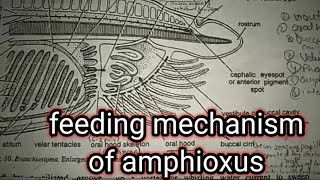 feeding mechanism of amphioxus part 2branchiostomalencet [upl. by Ardnuaek]