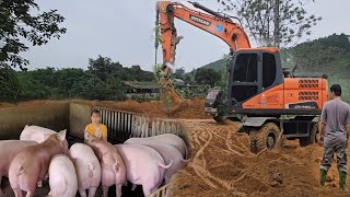 Pig farming brings high economic profits Excavator pours soil to expand the farm  Ep 255 [upl. by Alludba78]