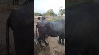 jafarabadibuffalogujarat sanjayahir jafarabadi maldhari cattlefarm [upl. by Anavi]