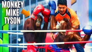 Its now time for Monkey Boxing [upl. by Assehc]