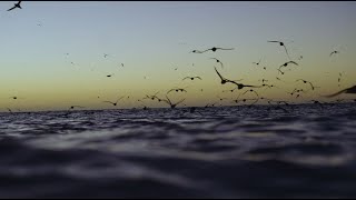 Shorttailed shearwaters rescue efforts on Phillip Island [upl. by Yrolam145]