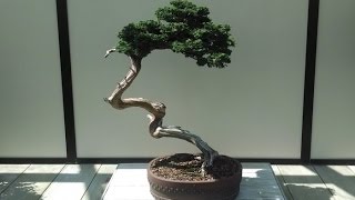 Chamaecyparis obtusa Bonsai Tree Type [upl. by Beeson]