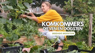 DeeDaDo moestuin  Komkommers dieven en oogsten  Juli moestuin komkommer [upl. by Donaldson907]