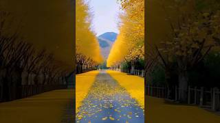 🎶✨🍁AUTUMN LEAVES AUTUMN FALL COLORS short shorts shortvideo [upl. by Autumn]