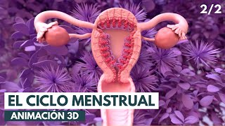 El ciclo menstrual  Animación 3D [upl. by Innattirb]