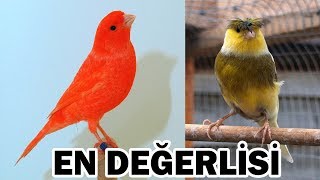 EN DEĞERLİ 10 KANARYA IRKI [upl. by Pasol]