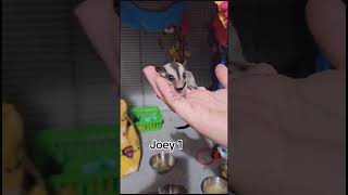 Baby sugar glider crabbing [upl. by Adnarram543]