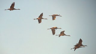 Vogelbeobachtung  Kraniche  Komorane Sonnenaufgang in Linum  FotoWalk [upl. by Schwing346]