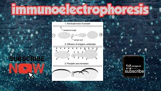 Immunoelectrophoresis [upl. by Swen]